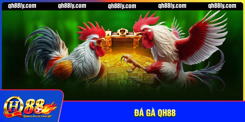 Đá gà QH88 - Đậm chất đấu trường kịch tính mãn nhãn